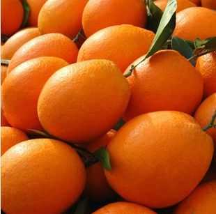 柑橘有哪些品种（27种柑橘类水果图片）