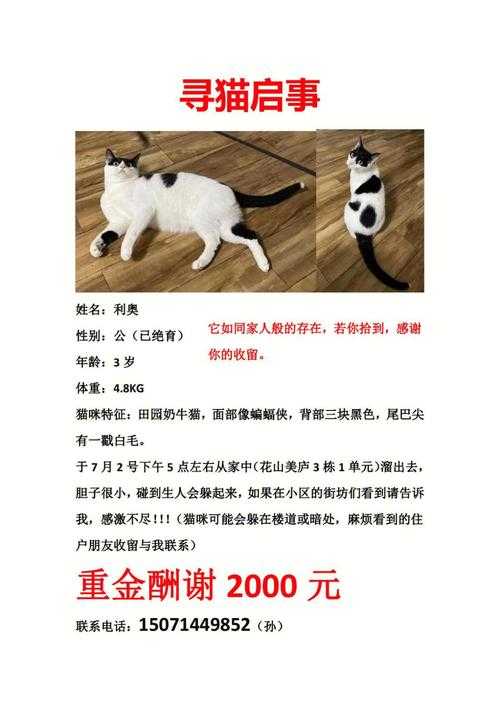 上海找猫团队多少钱（找猫公司）